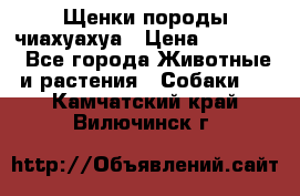 Щенки породы чиахуахуа › Цена ­ 12 000 - Все города Животные и растения » Собаки   . Камчатский край,Вилючинск г.